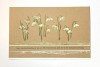 Delicate Snowdrops DL Red Rubber Stamp