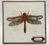 Giant Dragonfly A6 Red Rubber Stamp by Kay Halliwell-Sutton